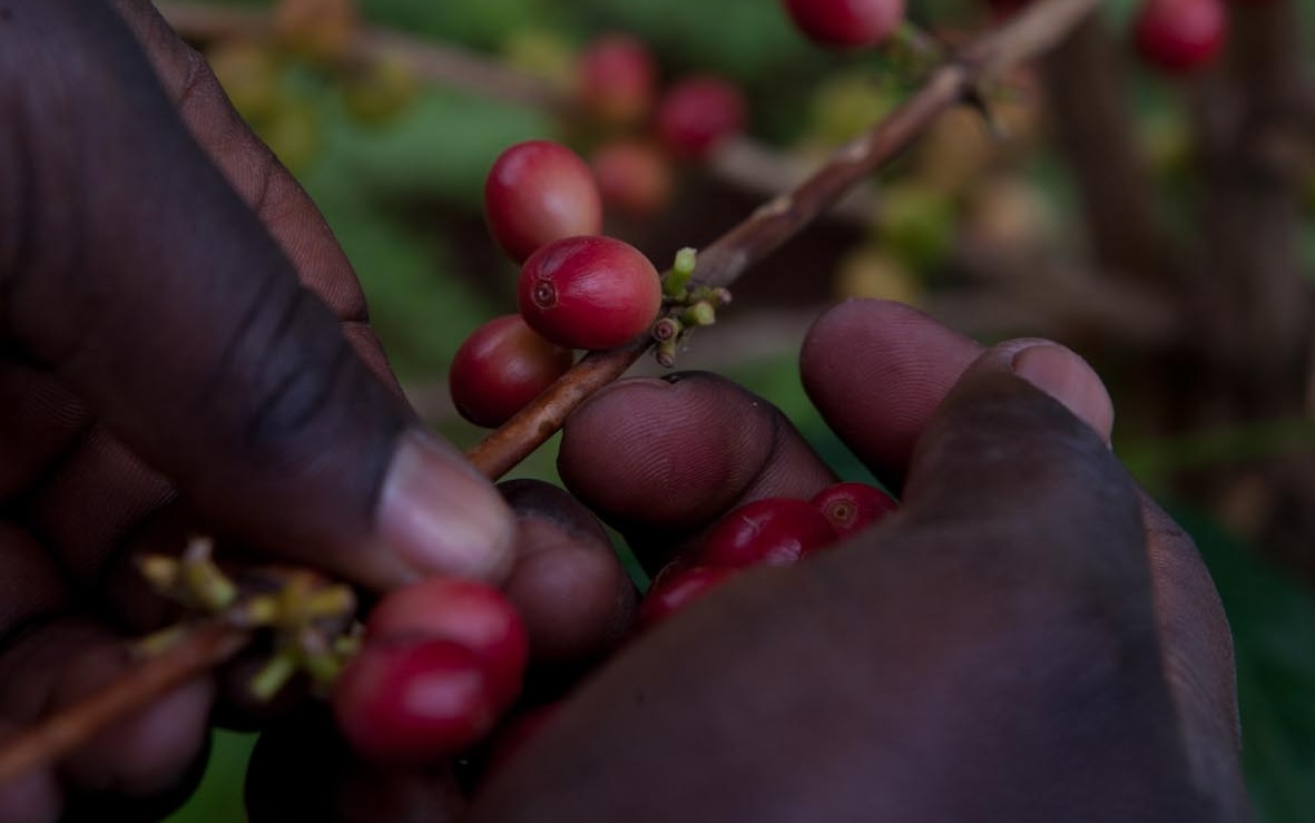 Hände pflücken reife rote Kaffeekirschen von einem Zweig.