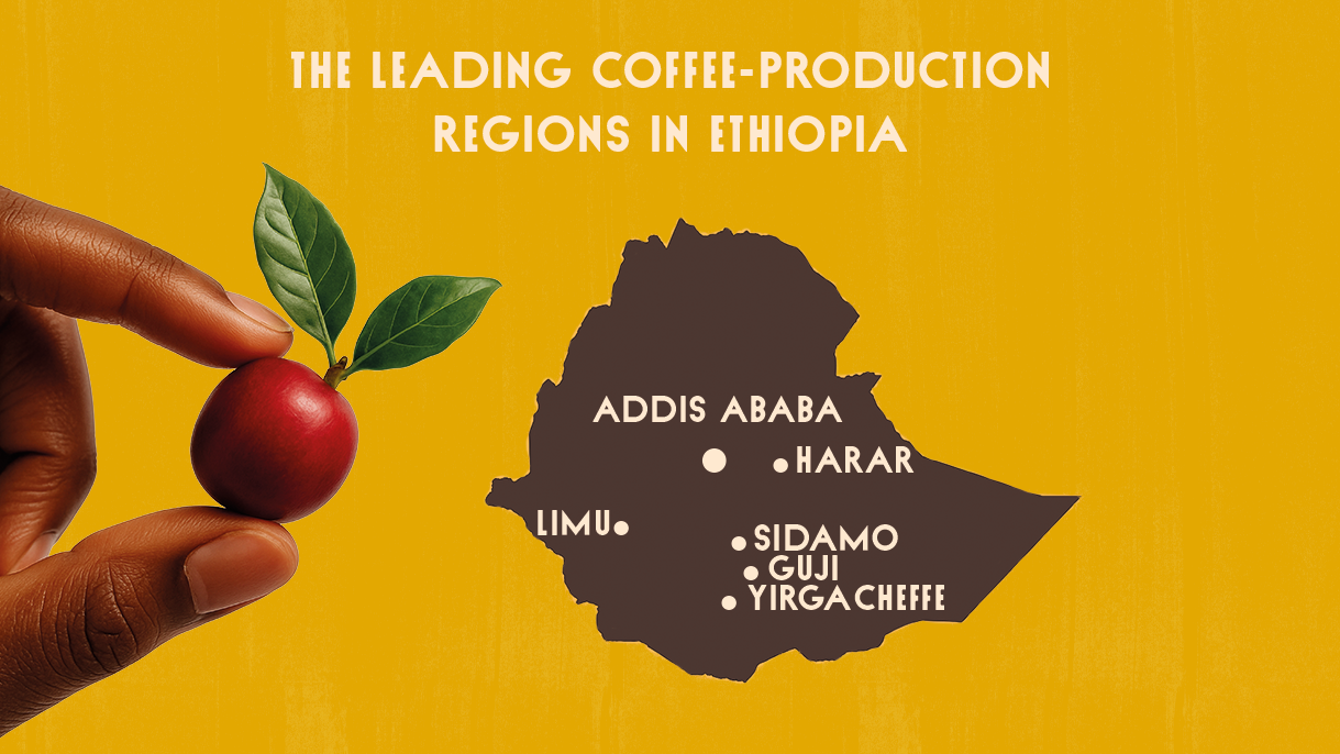 Self-created graphic of the most important growing regions in Ethiopia