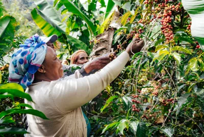 Die Geschichte des Kaffeeanbaus Die Geschichte des Kaffeeanbaus