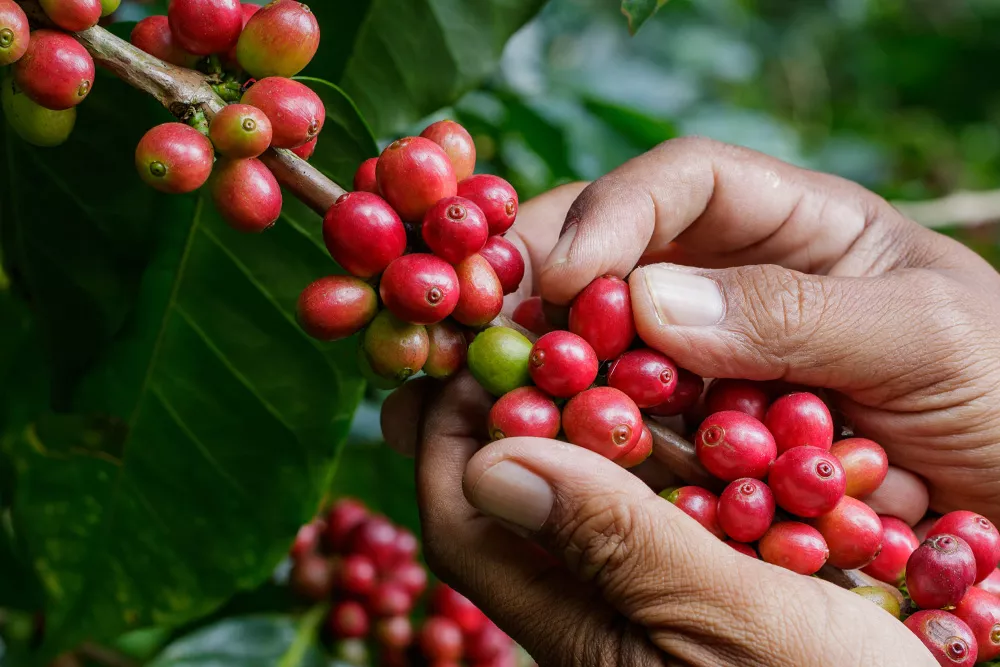 Wie aus Kirschen Kaffee wird