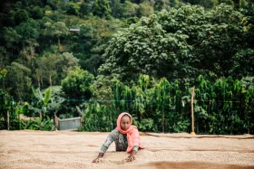 Eine Person mit Kopftuch breitet auf einem großen Platz vor üppig grüner Landschaft Kaffeebohnen zum Trocknen aus.